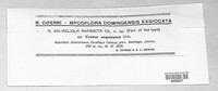 Image of Meliola anfracta
